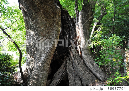 クスノキ 36937794