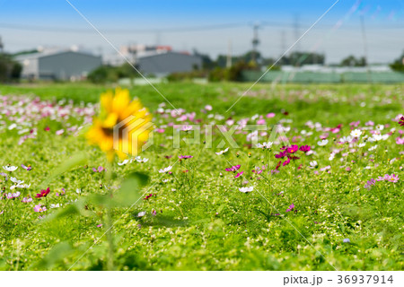 景色 風景 鄙びた 36937914