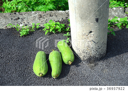 ヘチマ へちま 糸瓜 36937922