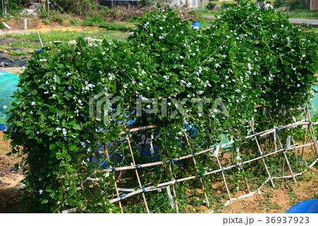 植物 工場 プランツ 36937923