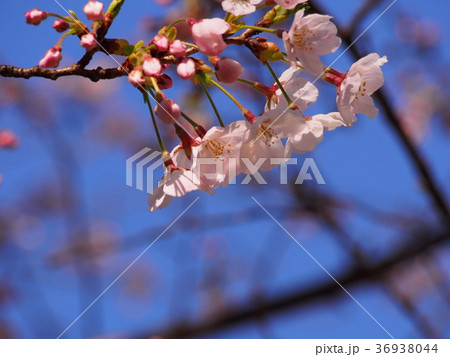 桜と蕾 36938044