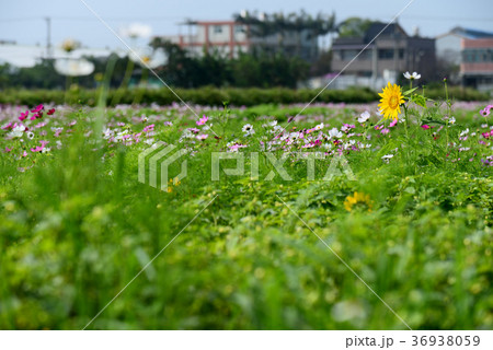 花 フラワー お花 36938059