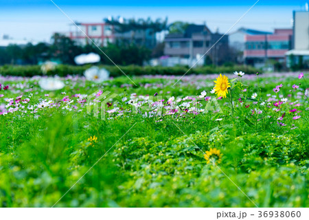 花 フラワー お花 36938060