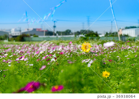 鄙びた ひなびた 素朴 36938064