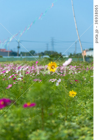 花 フラワー お花 36938065