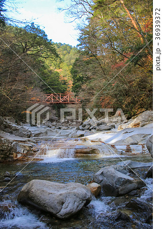 愛媛県久万高原町 面河渓 鉄砲石川コースの風景 愛媛県久万高原町 面河渓 鉄砲石川コースの風景 36939372