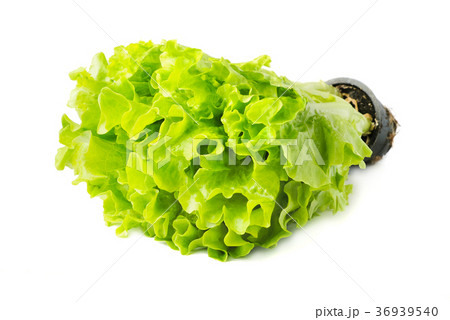 Lettuce with a pot Lettuce with a pot 36939540