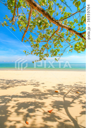 Tropical sea beach 36939764