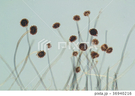 コウジカビ焦点合成 コウジカビ焦点合成 36940216