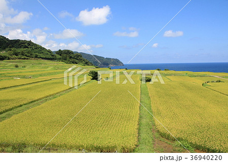 袖志の棚田 袖志の棚田 36940220