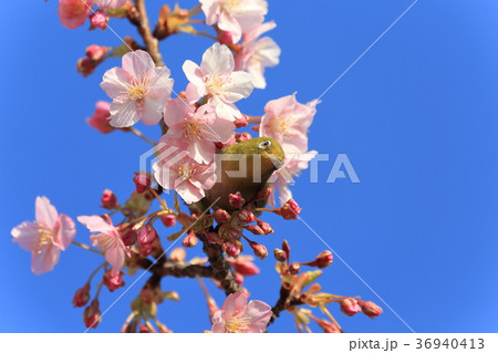 河津桜とメジロ 河津桜とメジロ 36940413