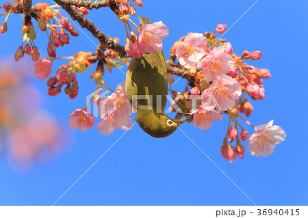 河津桜とメジロ 河津桜とメジロ 36940415