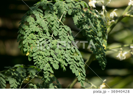 Horse radish tree Horse radish tree 36940428