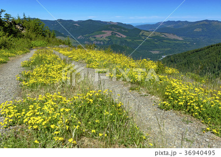 A hiking path meanders along a mountain meadow  36940495