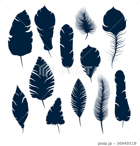elegant feather silhouettes isolated on white 36940519