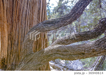 Bark and slender branches on a tree in Lake 36940614