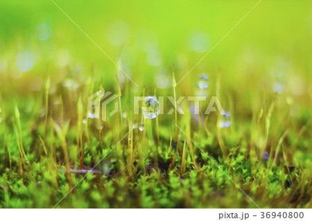 Blurred moss and dew drops background Blurred moss and dew drops background 36940800