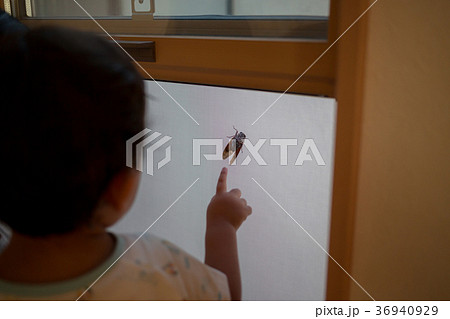 2 years old 36940929