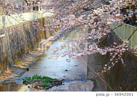 高井戸から浜田山周辺　神田川沿いの桜 36942001