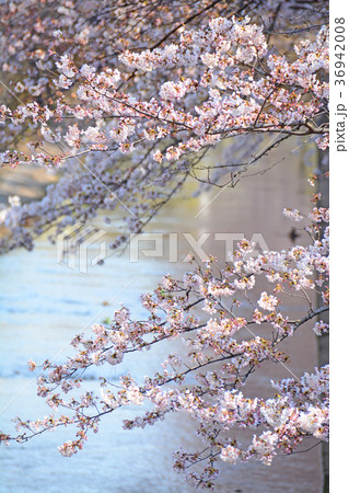 高井戸から浜田山周辺　神田川沿いの桜 36942008