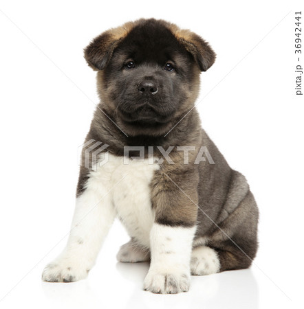 American Akita dog puppy on white background 36942441