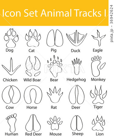 Drawn Doodle Lined Icon Set Animal Tracks I 36942624