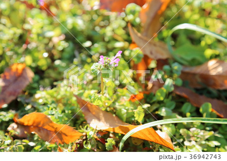 ホトケノザの花 ホトケノザの花 36942743