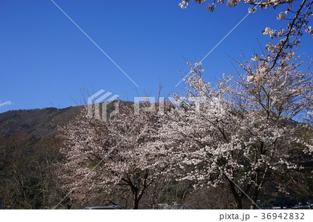 岩泉の遅い春 岩泉の遅い春 36942832