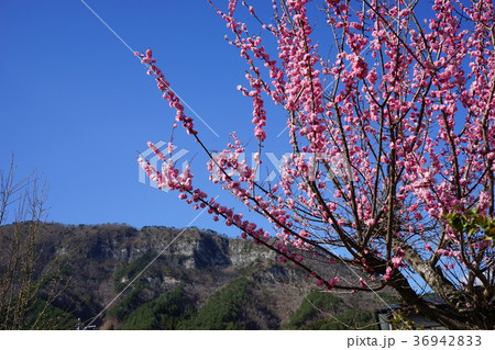 岩泉の遅い春 岩泉の遅い春 36942833