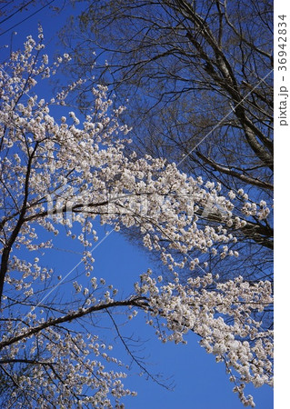 岩泉の遅い春 岩泉の遅い春 36942834