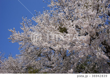 岩泉の遅い春 岩泉の遅い春 36942839