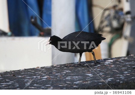 オオバン 36943106