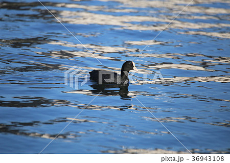 オオバン 36943108