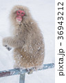 Macaco de neve, Nihonzaru, jigokudaniyaen kouen, N 36943212