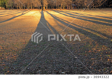 朝の光と影　小金井公園 36943322