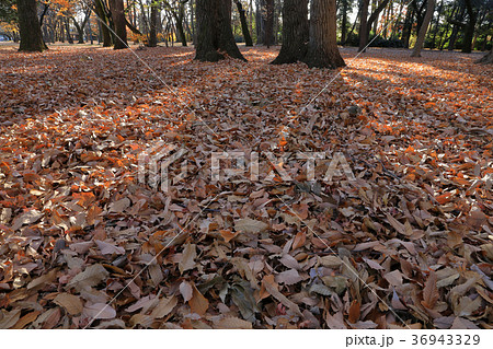 クヌギ林の落ち葉 小金井公園の写真素材