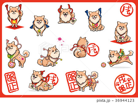 年賀状用ポメラニアン03 36944123