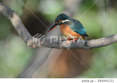 水面を見つめるメスのカワセミ（根川緑道･立川公園／東京都立川市） 36944231