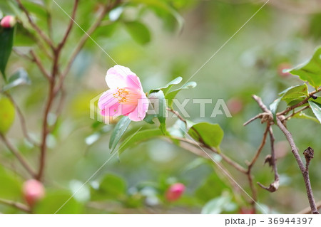 ピンクのツバキの花 36944397