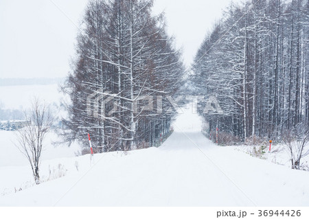 カラマツ林を抜ける雪道 36944426