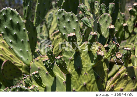 Opuntia is a genus in the cactus family. Opuntia is a genus in the cactus family. 36944736