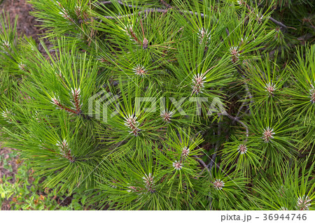 Green branches of pine. Sithonia Peninsula. Green branches of pine. Sithonia Peninsula. 36944746