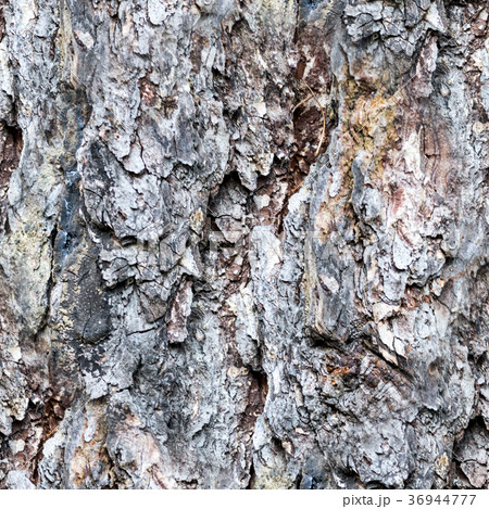 bark texture of a pine trunk. texture, background. 36944777
