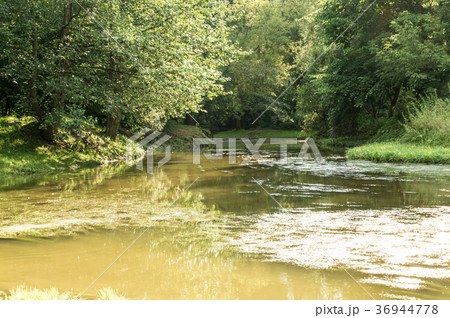 marshy forest river. nature, summer. marshy forest river. nature, summer. 36944778