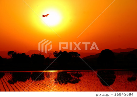 夕陽の中に飛ぶ 36945694