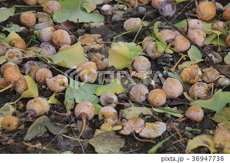 落下した銀杏 36947736