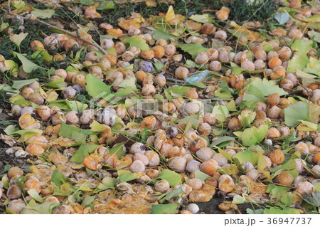 落下した銀杏 36947737