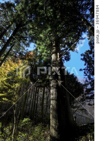 御岳山　天狗の腰掛 36947884