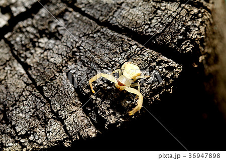 アズチグモ 36947898