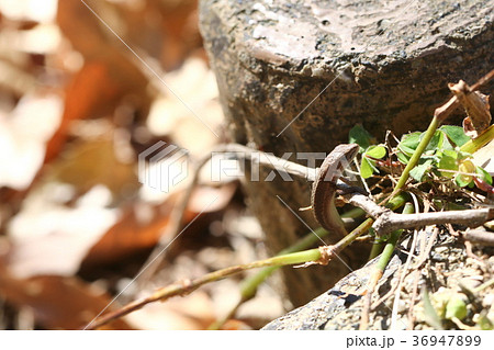 ニホンカナヘビ ニホンカナヘビ 36947899